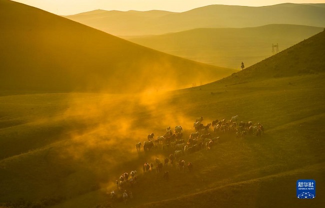 Жаз жайлауда жүйткіген жылқылар