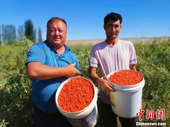Шыңжаңның Ауат ауданында годжи жидектерінен мол өнім алынып, кептіру маусымын бастады