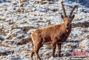 Шыңжаңның Моңғұлкүре ауданының тауындағы тәуешкілердің саны артып келеді