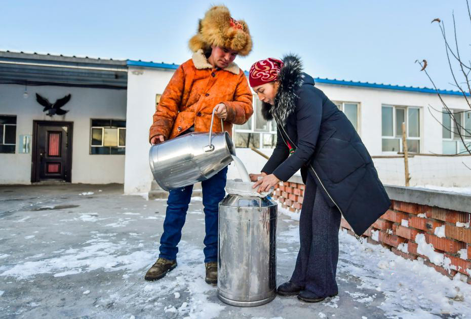 Шыңжаңның Бурылтоғай ауданы түйе өнеркәсібінің қарқынды дамуын қолдап, малшылар кірісін арттырды