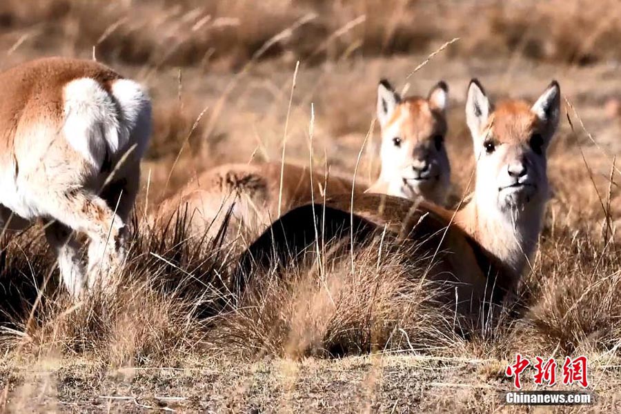 Жойылып кету қаупі төнген жайрандар саны айтарлықтай көбейді