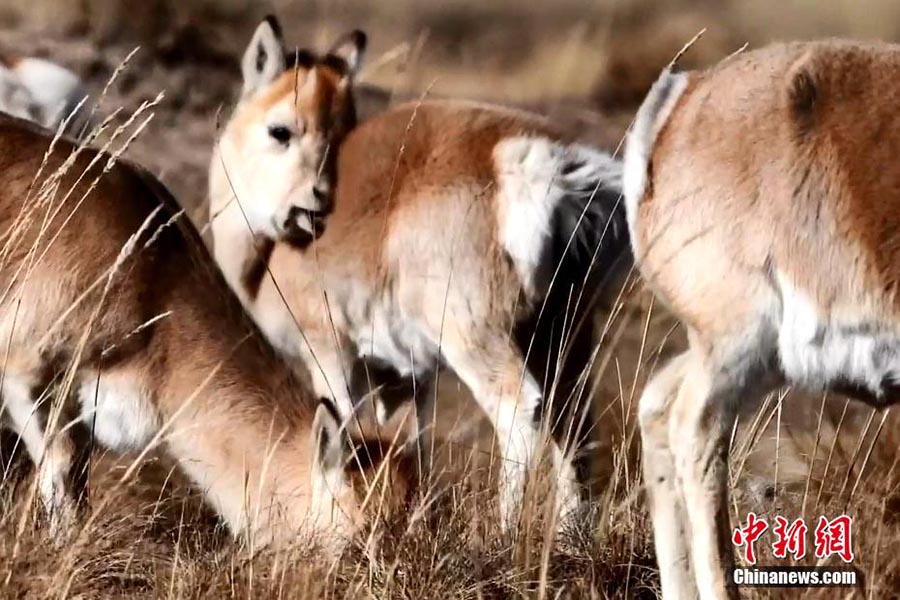 Жойылып кету қаупі төнген жайрандар саны айтарлықтай көбейді