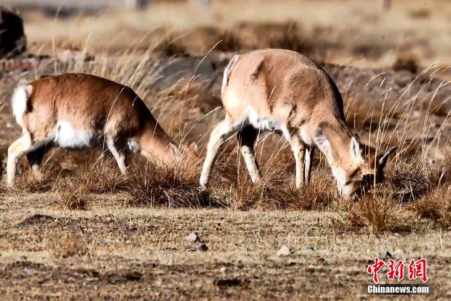 Жойылып кету қаупі төнген жайрандар саны айтарлықтай көбейді