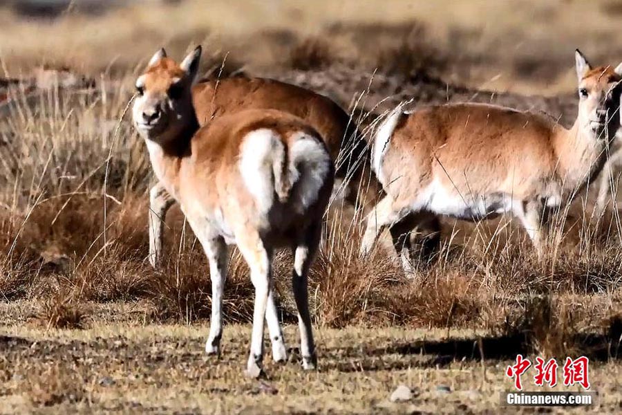 Жойылып кету қаупі төнген жайрандар саны айтарлықтай көбейді