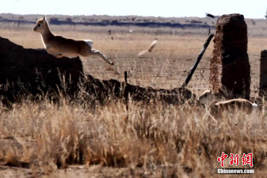 Жойылып кету қаупі төнген жайрандар саны айтарлықтай көбейді