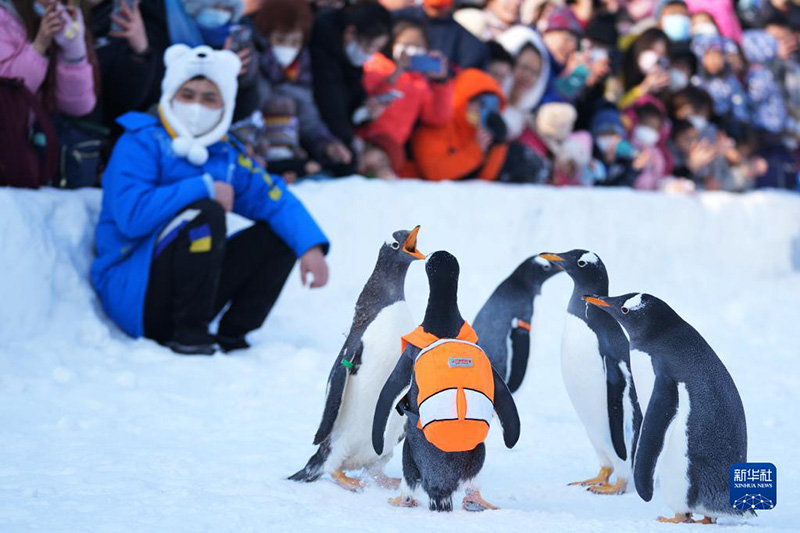 Харбинь: «Пингвин круизі» қонақтарды баурады