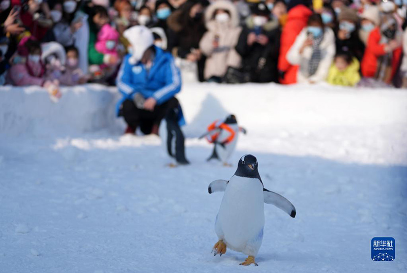 Харбинь: «Пингвин круизі» қонақтарды баурады