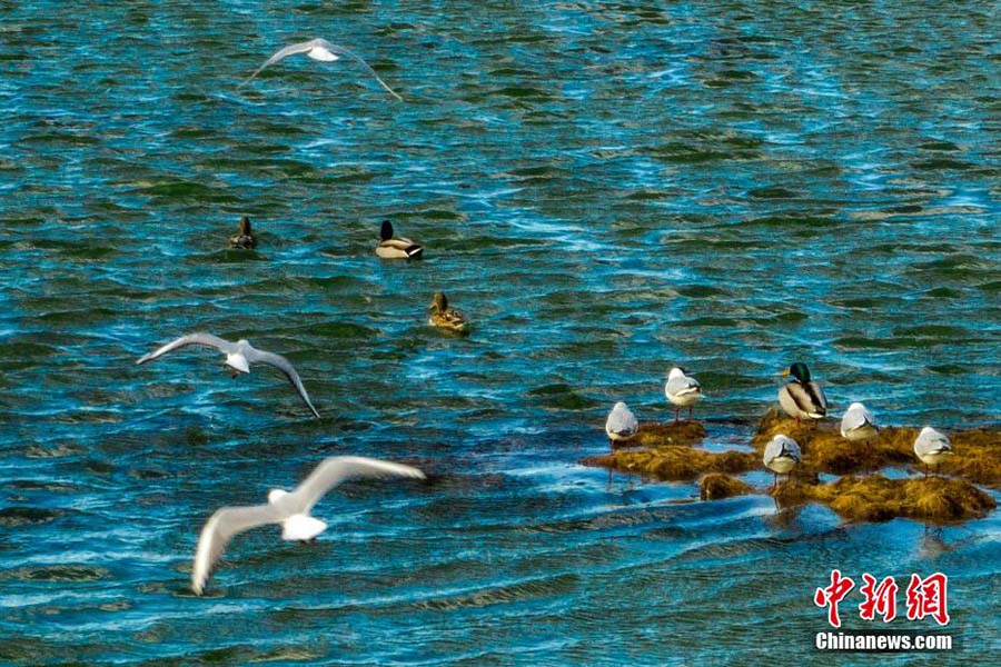 Шыңжаңның Карамайлысында қар-мұз еріп, жыл құстары орала бастады