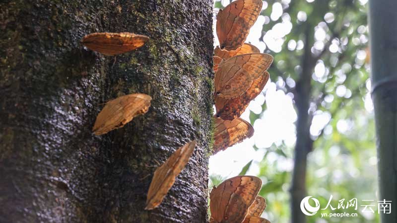 Юньнаньнің Цзиньпинында 100 миллионға жуық көбелектер түлеп ұшты