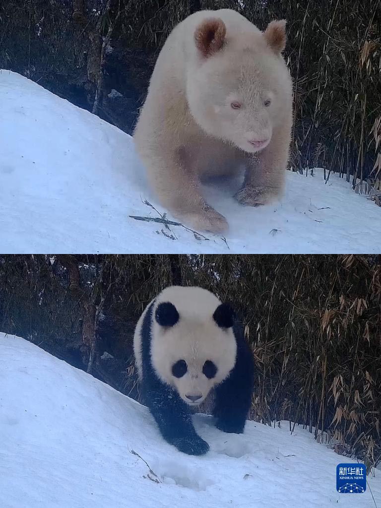 Әлемдегі жалғыз ақ панданың суреті жарияланды