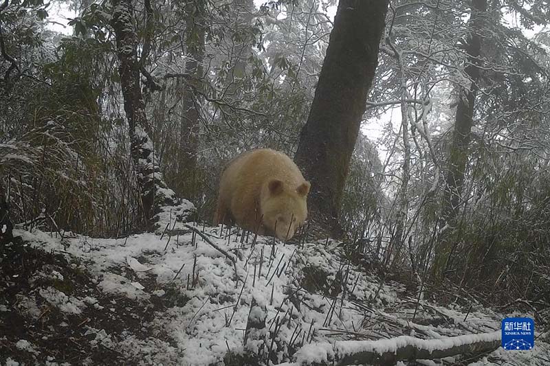 Әлемдегі жалғыз ақ панданың суреті жарияланды