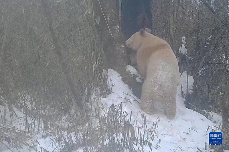 Әлемдегі жалғыз ақ панданың суреті жарияланды