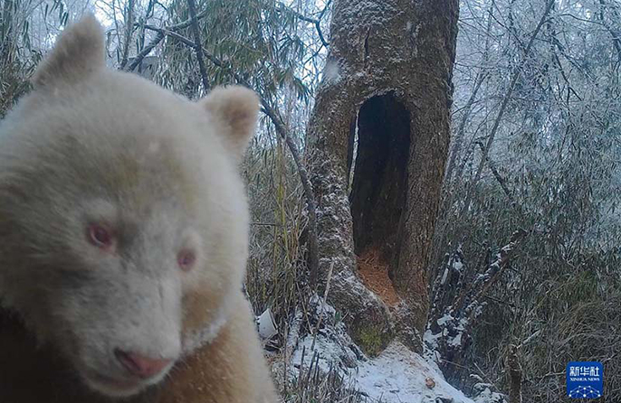 Әлемдегі жалғыз ақ панданың суреті жарияланды