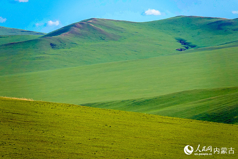 Ішкі Моңғұлдың Хулуньбуир сахарасы жасыл желек жамылды