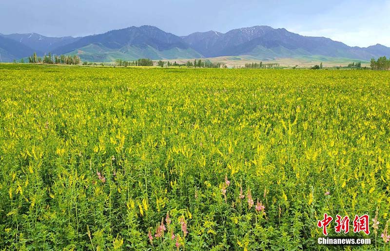 Шыңжаңның Үйсін тауы баурайындағы көркем көрініс туристерді таң-тамаша етті