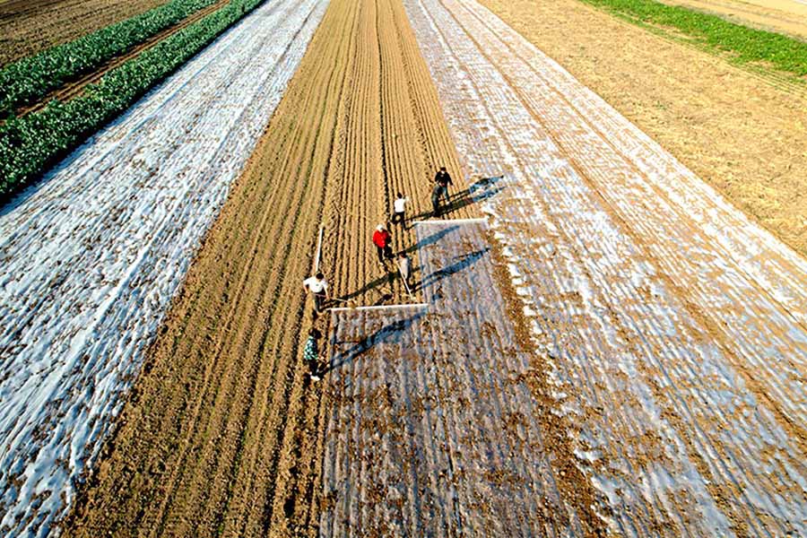 Қыс басындағы қарбалас егін науқаны