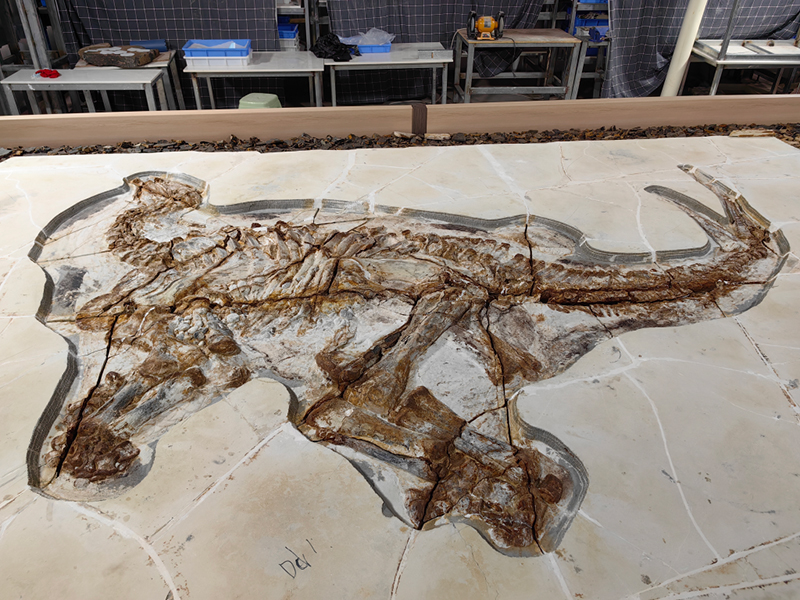 Қытай ғалымдары 130 миллион жыл бұрын өмір сүрген динозавр терісінің қалдықтарын тапты