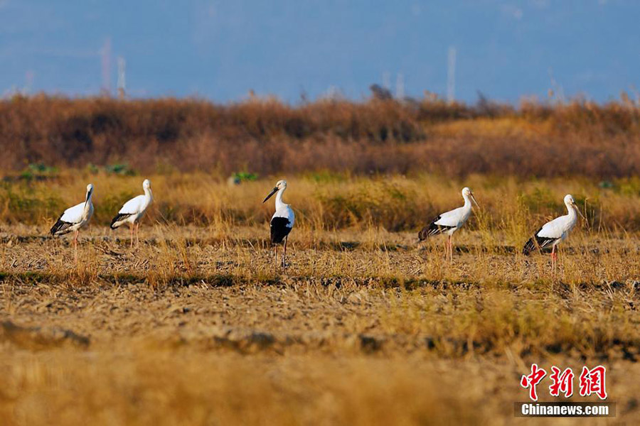 Бүкіл әлемде жойылып кету қаупі төнген Шығыс ақ Лейлек түрі Чжэцзянда пайда болды