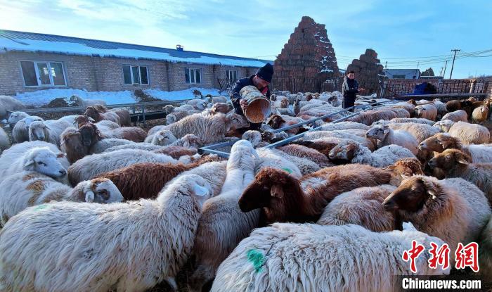 Отырықшы мал шаруашылығы Шыңжаңның Шапшал Сібе автономиялық ауданындағы малшылардың табысын молайтты