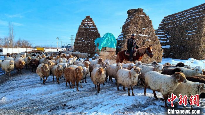 Отырықшы мал шаруашылығы Шыңжаңның Шапшал Сібе автономиялық ауданындағы малшылардың табысын молайтты