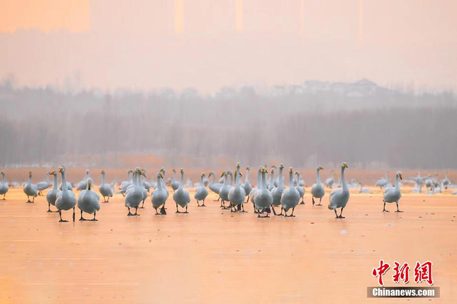Шаньси өлкесінің Пинлу ауданындағы 10 000-ға жуық Сібір аққуы «мекеніне қайтты»
