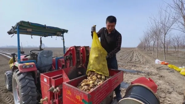 Шыңжаңның Манас ауданы картоп егудің барлық процесін механикаландырды