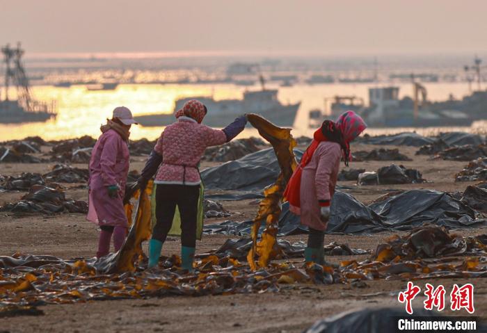 «Қытайдың теңіз балдырлар мекені» атанған Жунчэн қаласында теңіз балдырларын жинау мен кептіру жұмысы қауырт жүруде