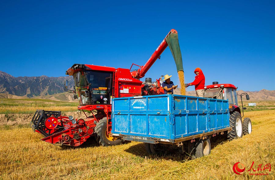 Чжанъе, Ганьсу: Цилянь тауының баурайында бидай жинау қарқынды жүріп жатыр