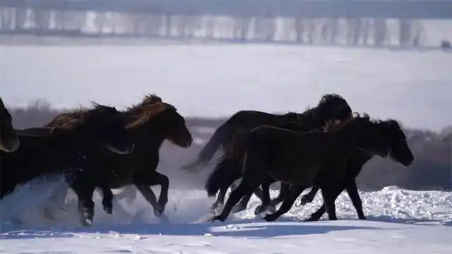 Шыңжаң Моңғұлкүре ауданында тұлпарлар жүйткіді