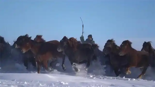 Шыңжаң Моңғұлкүре ауданында тұлпарлар жүйткіді