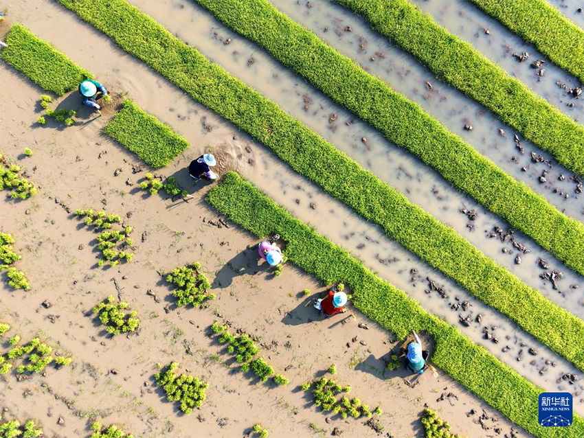 Көктем келіп атыз басы қауырт жұмысқа көшті