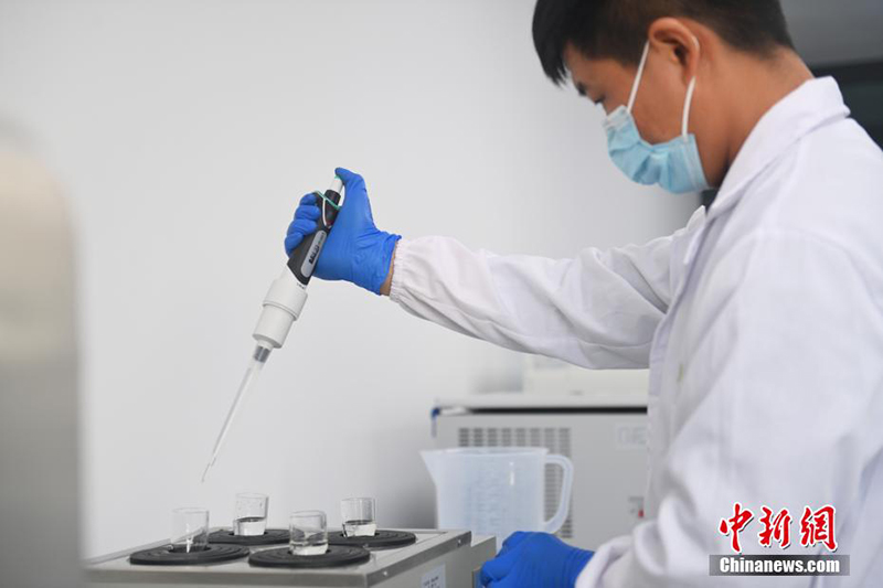 Цзюцюань: Молекулалық тұқым жетілдіру технологиясы арқылы тұқым өндіріліп жатыр