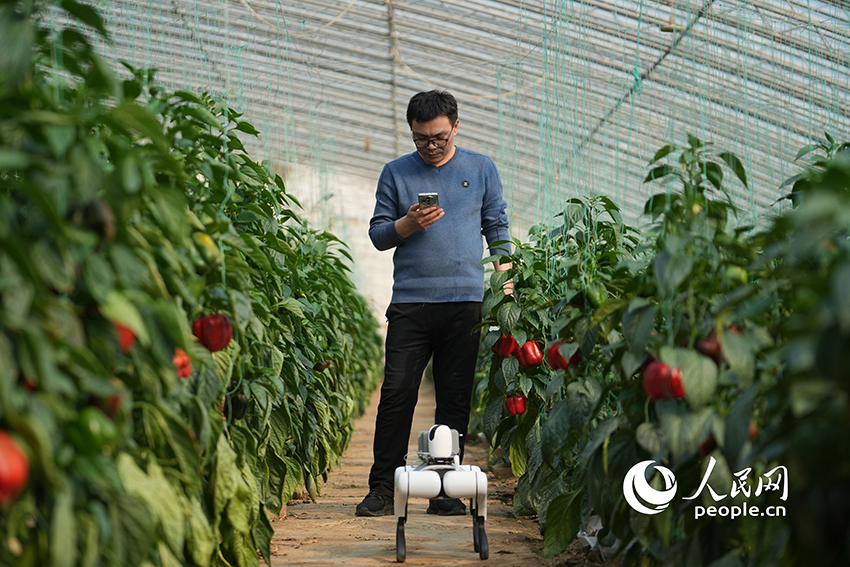 Жасанды интеллектпен жабдықталған робот иттер егіс алаңындағы жұмыстарын бастады