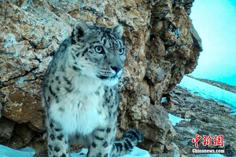 Сицзанның Нагчу қаласында барлығы 126 барыс анықталды