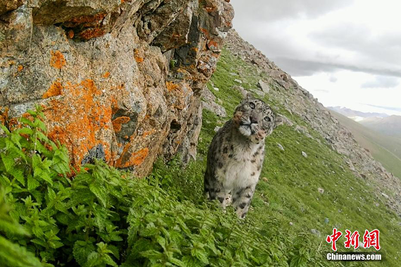 Сицзанның Нагчу қаласында барлығы 126 барыс анықталды