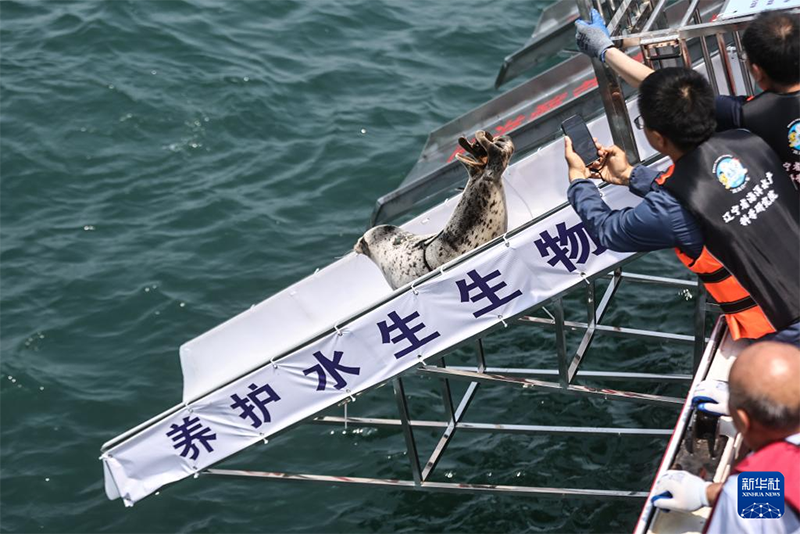 Құтқарылған шыбар итбалықтар теңізге қайта жіберілді