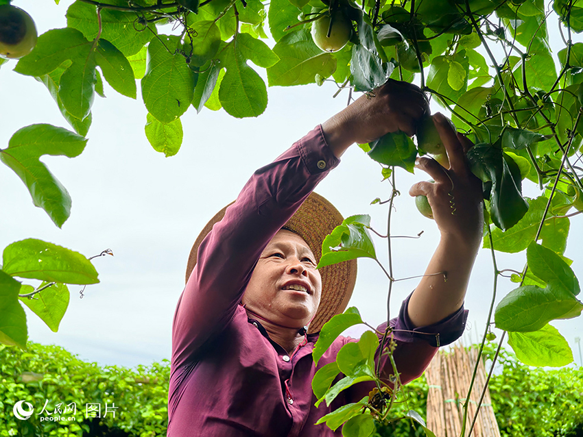 Қытайдың барлық өңірінде егін жинау маусымы басталды