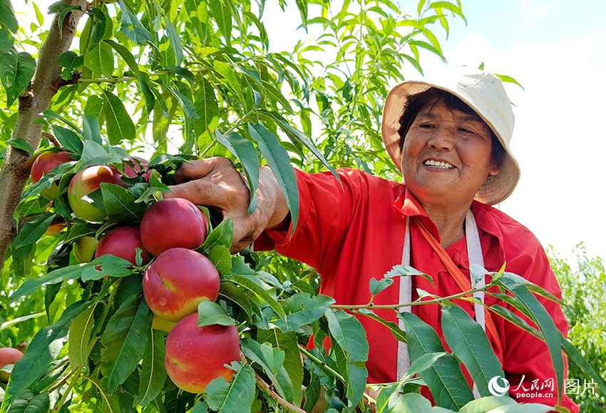 Қытайдың барлық өңірінде егін жинау маусымы басталды