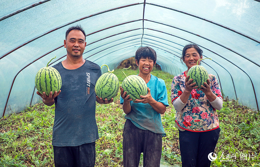 Қытайдың барлық өңірінде егін жинау маусымы басталды
