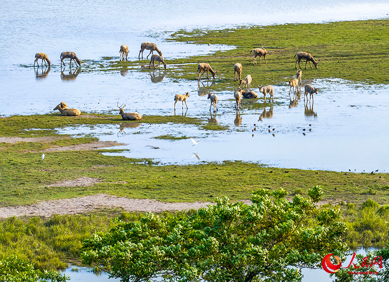 Цзянсу өлкесінің Янчэн қаласы бұғылардың мекеніне айналды