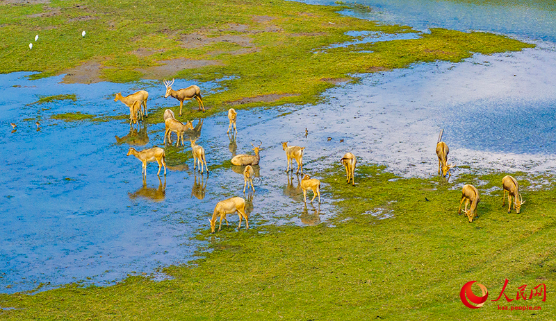 Цзянсу өлкесінің Янчэн қаласы бұғылардың мекеніне айналды