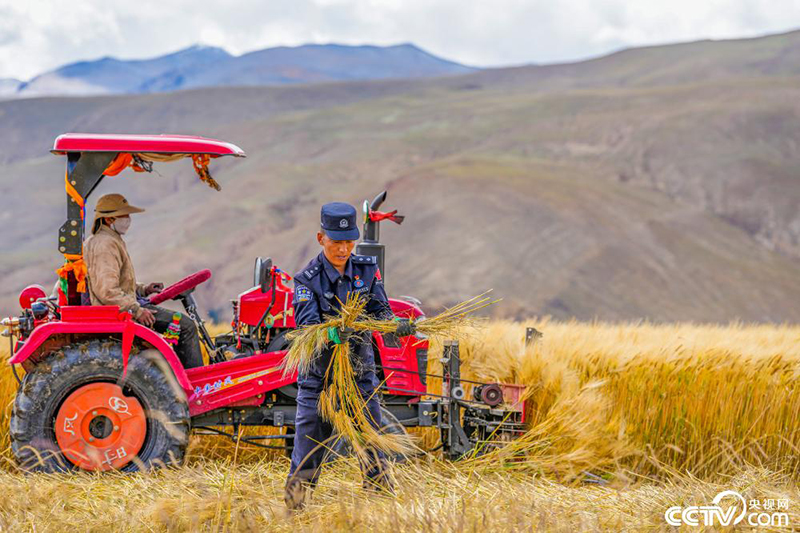 Шигаце, Сицзан: жергілікті полиция фермерлер мен малшыларға арпа жинауға көмектесті