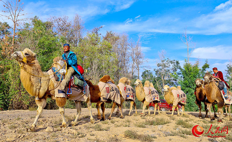 Ганьсудың Гаотай ауданына Жібек жолын бойлаған түйе керуені келді