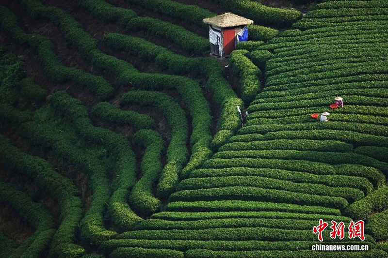 Гуансидің Хэчжоу қаласында 200 000 му-дан астам шай бағының өнімдері жинала бастады