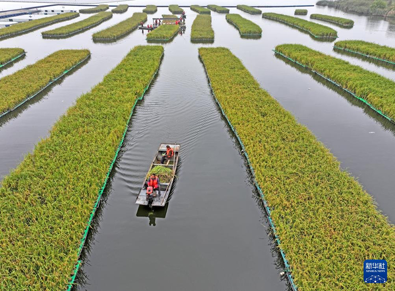 Су бетіндегі қалқыма егіндік