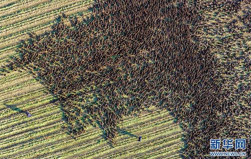 Луцзян, Аньхой: Күріш пен үйректі бірге өсіріп, екі есе табыс табу