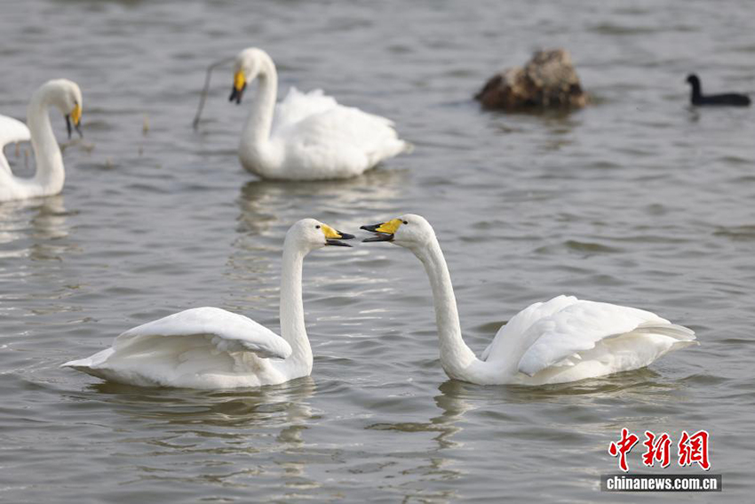 Саньмэнься, Хэнань: Сары өзеннің сазды алқабындағы аққу биі