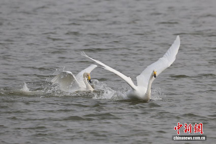 Саньмэнься, Хэнань: Сары өзеннің сазды алқабындағы аққу биі