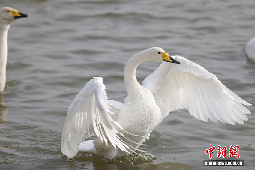 Саньмэнься, Хэнань: Сары өзеннің сазды алқабындағы аққу биі