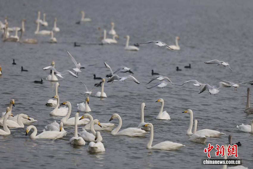 Саньмэнься, Хэнань: Сары өзеннің сазды алқабындағы аққу биі